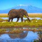 parc national de Buffalo Springs